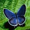 animal052.jpg