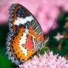 animal062.jpg