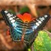 animal064.jpg