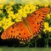 animal065.jpg