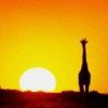 animal073.jpg