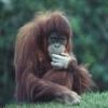 animal078.jpg