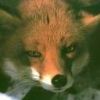 animal084.jpg