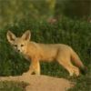 animal085.jpg