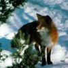 animal086.jpg