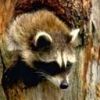 animal091.jpg