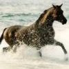 animal093.jpg