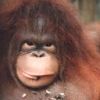 animal094.jpg