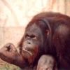 animal095.jpg