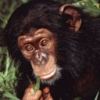 animal096.jpg