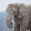 animal099.jpg