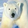 animal103.jpg