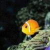 animal108.jpg