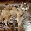 animal129.jpg