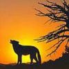animal131.jpg
