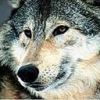 animal135.jpg