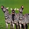 animal138.jpg