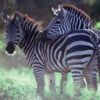 animal140.jpg