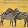 animal145.jpg