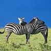 animal146.jpg