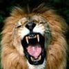 animalc010.jpg