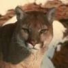 animalc012.jpg