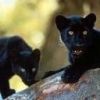 animalc013.jpg