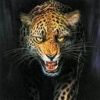 animalc017.jpg