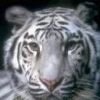 animalc019.jpg