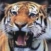 animalc021.jpg