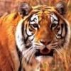 animalc022.jpg