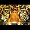 animalc023.jpg