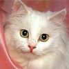 animalc026.jpg