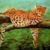 animalc027.jpg