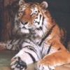 animalc031.jpg