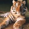 animalc032.jpg