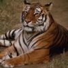 animalc034.jpg