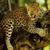 animalc035.jpg