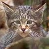 animalc038.jpg