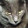 animalc039.jpg