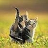 animalc041.jpg