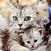 animalc043.jpg