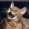 animalc045.jpg