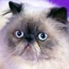 animalc047.jpg