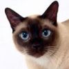 animalc048.jpg