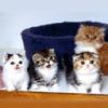 animalc050.jpg