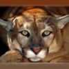 animalc052.jpg