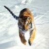 animalc053.jpg