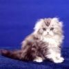 animalc055.jpg