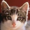 animalc056.jpg